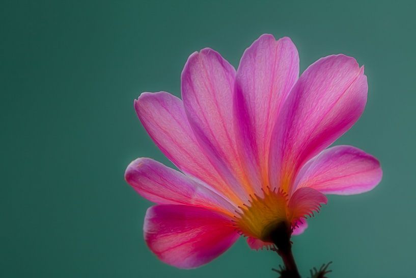 Pink &amp; Grüner Rücken von Jeroen van Woudenberg