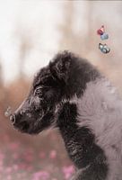 Ollie liebt Schmetterlinge!