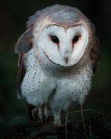 Barn owl