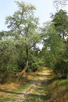 Nature speaks without words