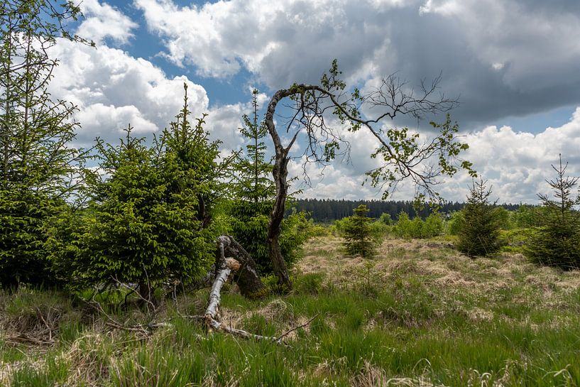 Landscape at Baraque Michel (Belgium) von Maurice Meerten