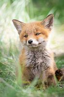 Petit renard dans les hautes herbes