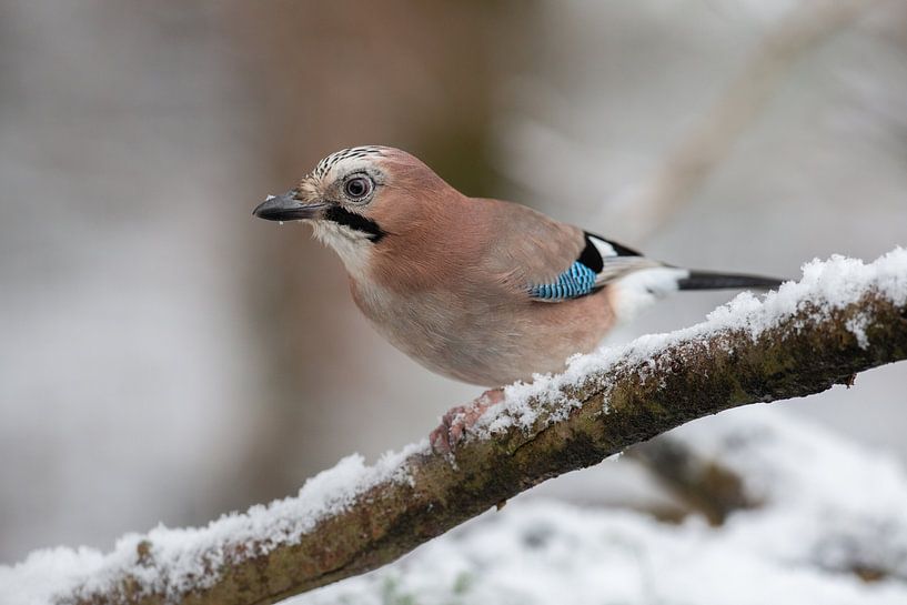 Jota von Harry Punter