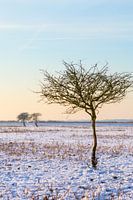 Eenzaamheid op de Vlakte
