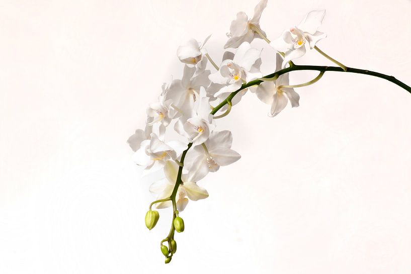 White phalaenopsis orchid by Egon Zitter