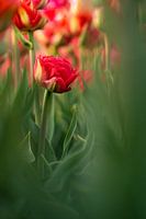 My beautiful backyard | red tulips | Netherlands