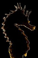 Langsnuitzeepaardje in tegenlicht