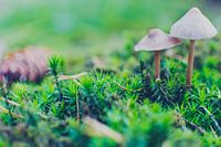 Des frères Champignon