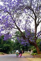Jacaranda-Baum