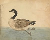 The goose bird study