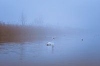 Zwaan in de Mist