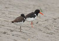 The oystercatcher