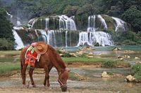 Waterfall with horse