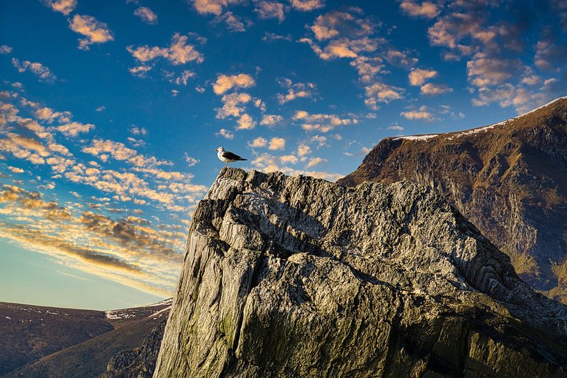 Mouette sur un rocher au bord d'un fjord en Norvège par Martin Köbsch