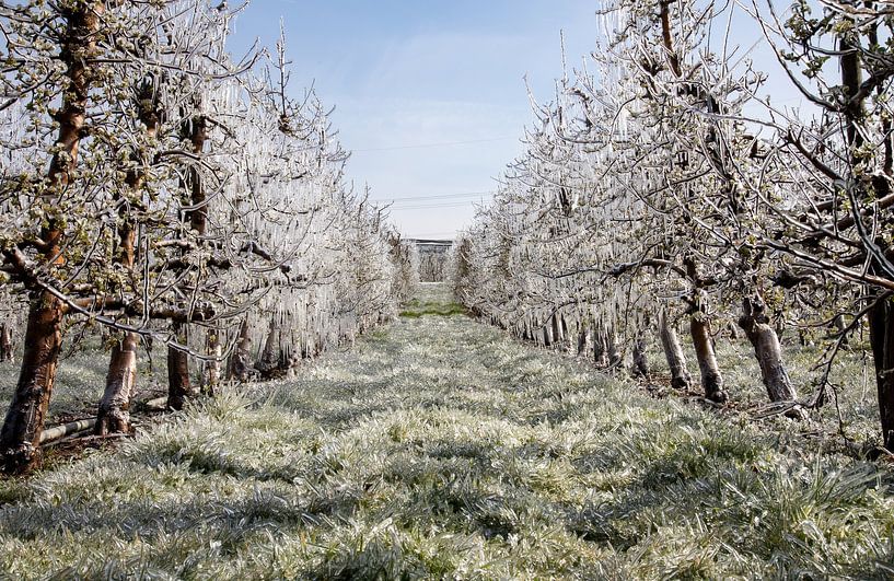 Obstbäume im Frühling mit einer Eisschicht gegen den Frost bedeckt von Andreas Freund