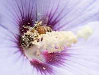 Busy bee on purple flower in pollen