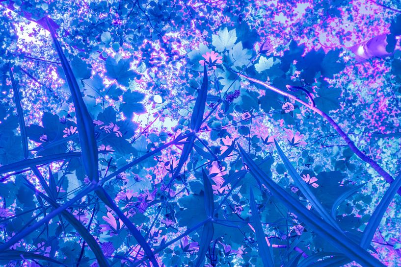 Märchenwald von Maarten Trybou