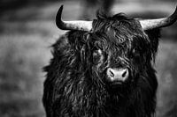 Highlander écossais en noir et blanc.