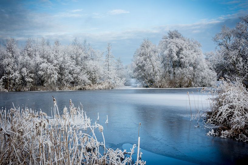 White winter by AnyTiff (Tiffany Peters)