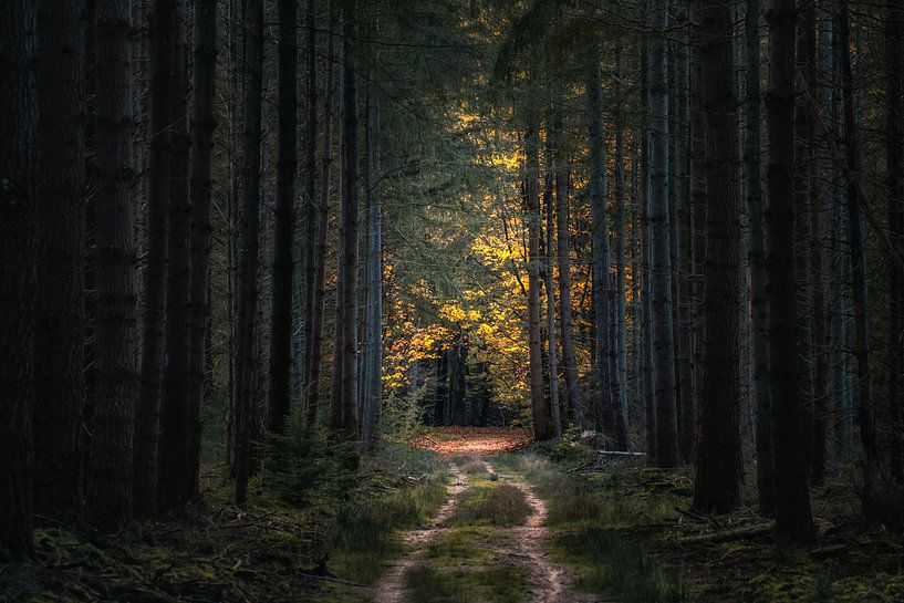 Automne par Jeroen Linnenkamp