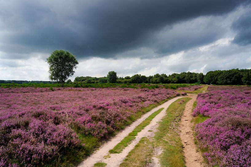 Bruyère pourpre en fleur par Michel van Kooten