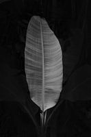Black and white palm leaf