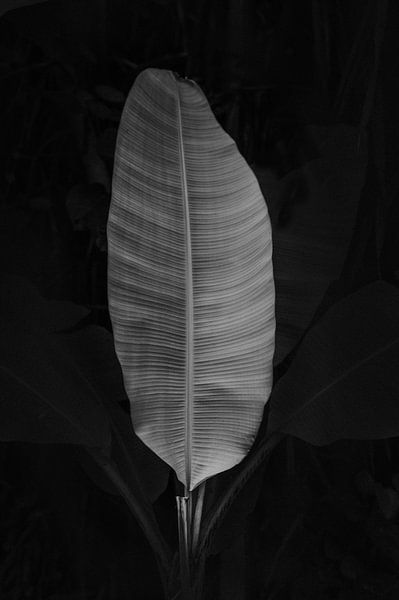 Black and white palm leaf by Lotte de Graaf