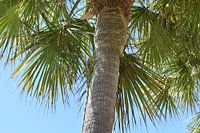 Grüner Leguan in Palme