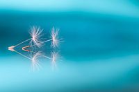 Spring is in the Air