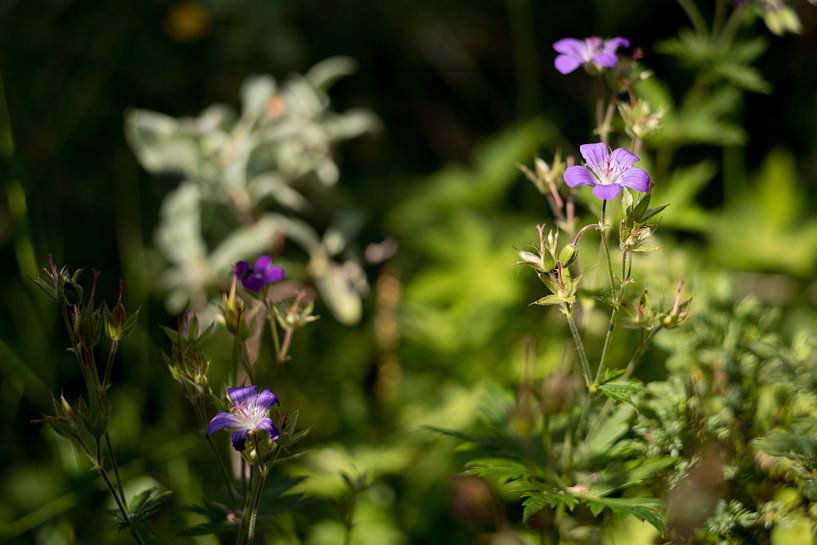 Purple wildflowers, nature in Norway by Karijn | Fine art Natuur en Reis Fotografie