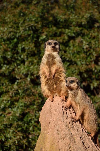 Meerkats par Marcel Ethner