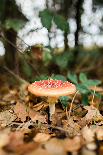 Mushroom by Djuli Bravenboer