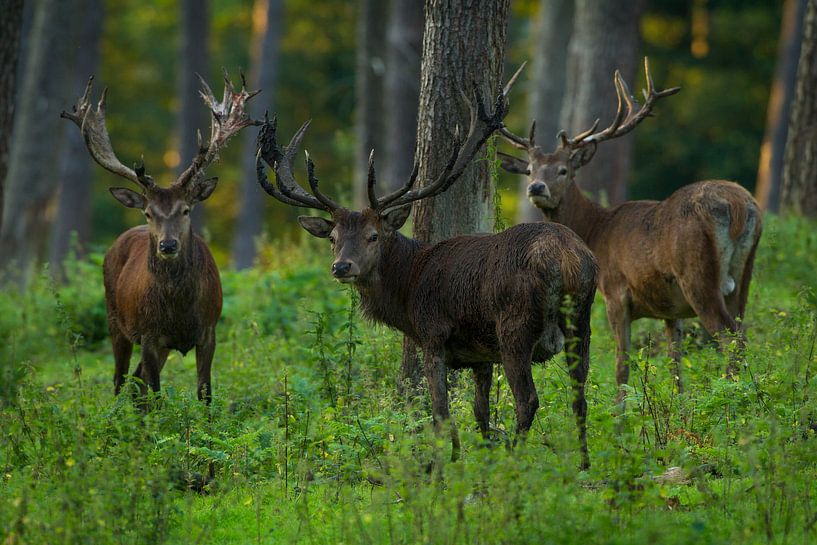 Rothirsch in einer Waldlandschaft mit gepfeilten Geweihen von Jeroen Stel