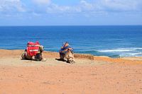 Liegende Kamele in der Wüste