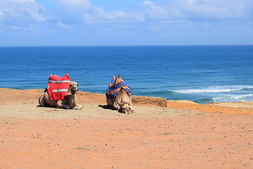 Liegende Kamele in der Wüste von Sama Apkar