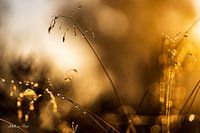 Frieden und Einfachheit