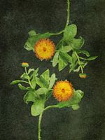 Ringelblume aus der Fliegensalbenserie