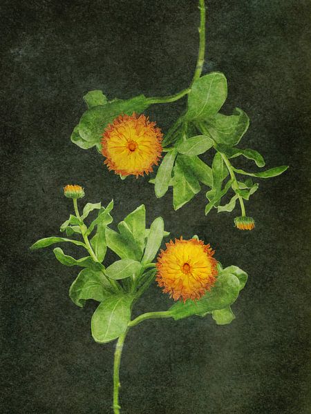 Ringelblume aus der Fliegensalbenserie von Marianna Geraci