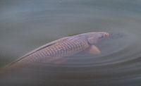 Carp in the water