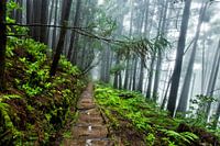 Rain in the forest, Pico da Vara, Sao Miguel, Azores, Portugal