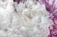 romantische Darstellung von üppig blühenden weißen und rosa Pfingstrosen im vintage look