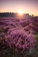 Bakkeveen Heath at Sunrise