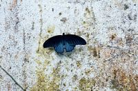 Blauer Schmetterling