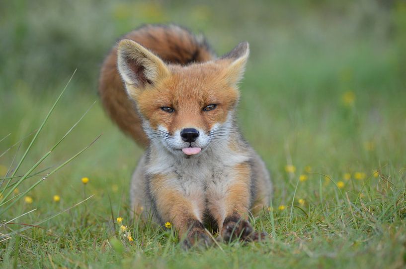 Brutaal jong vosje von Yvonne van der Meij