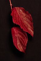 dogwood in a beautiful red autumn colour