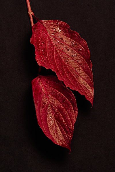 dogwood in a beautiful red autumn colour by Gea van der Veen-Smedeman