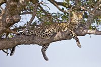 Luipaard perfecte pose in Masai Mara, Kenia