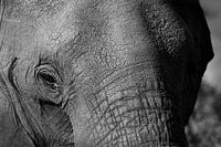 Close-up Elephant Botswana