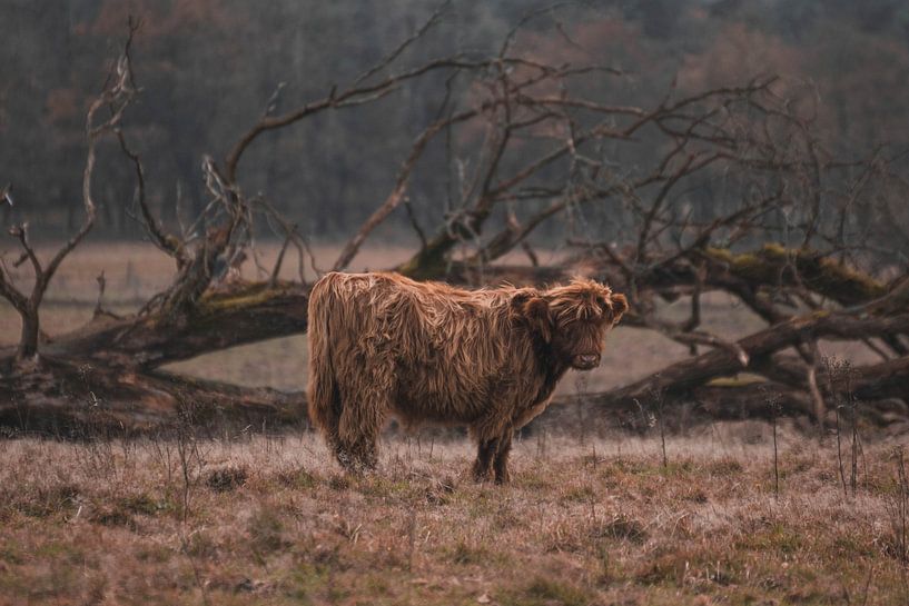 Kalb des schottischen Highlanders von BY MEAGAN