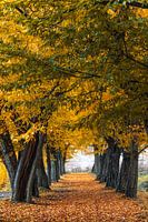 Goldener Herbst mit einer Baumallee